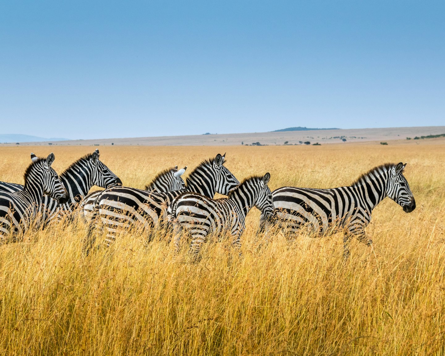 Safari in Kenya: guida completa per vivere un esperienza indimenticabile