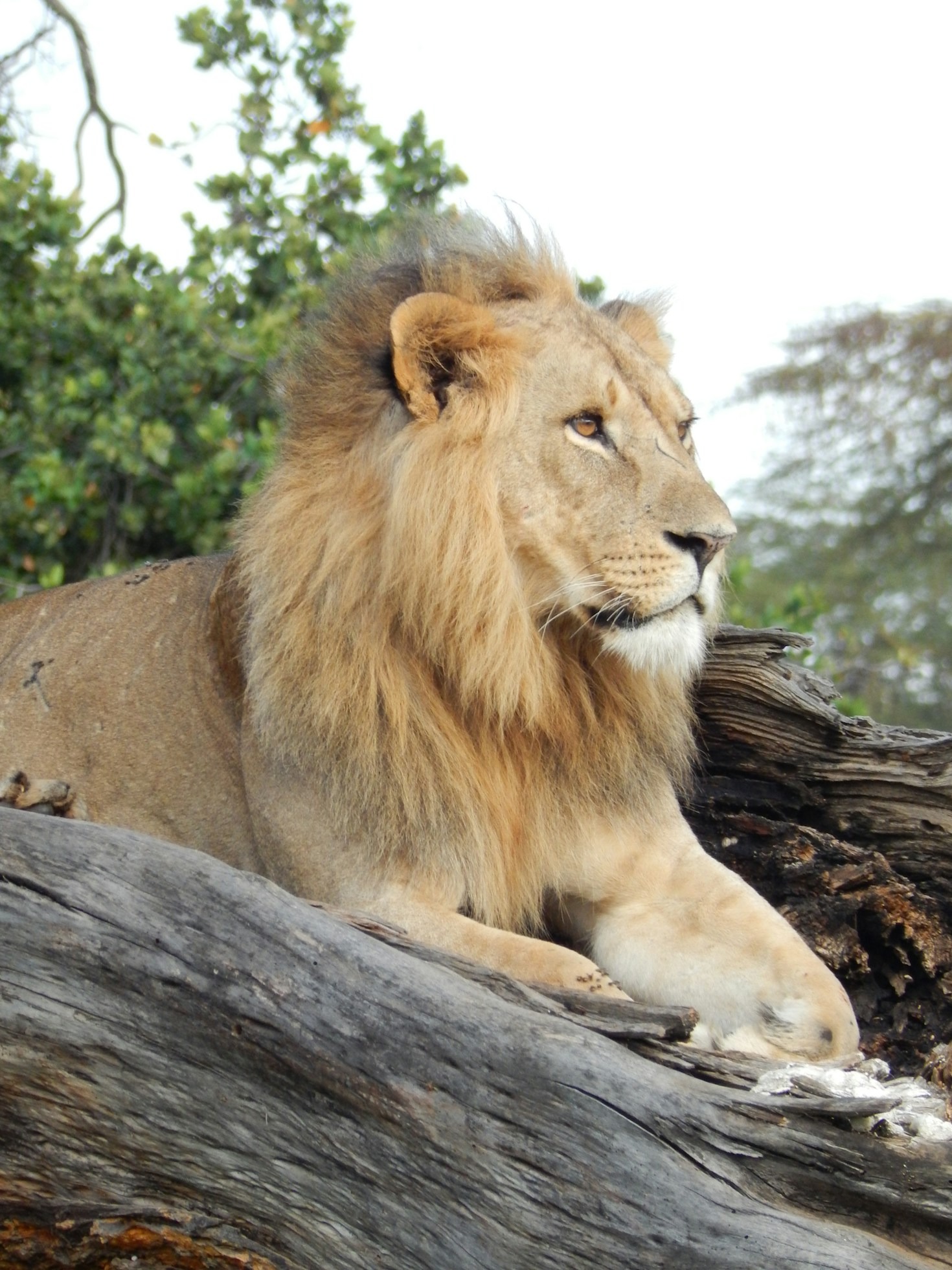 I parchi naturali del Kenya: guida completa